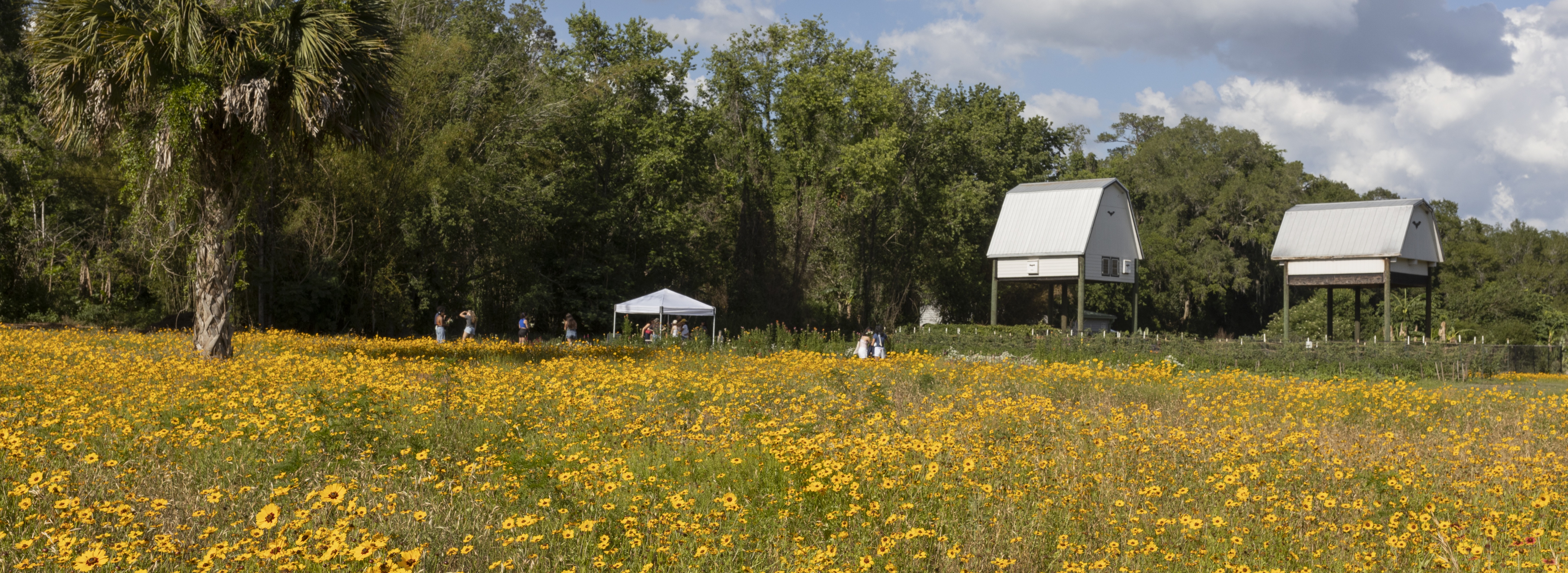 bat houses behind wildflower meadow