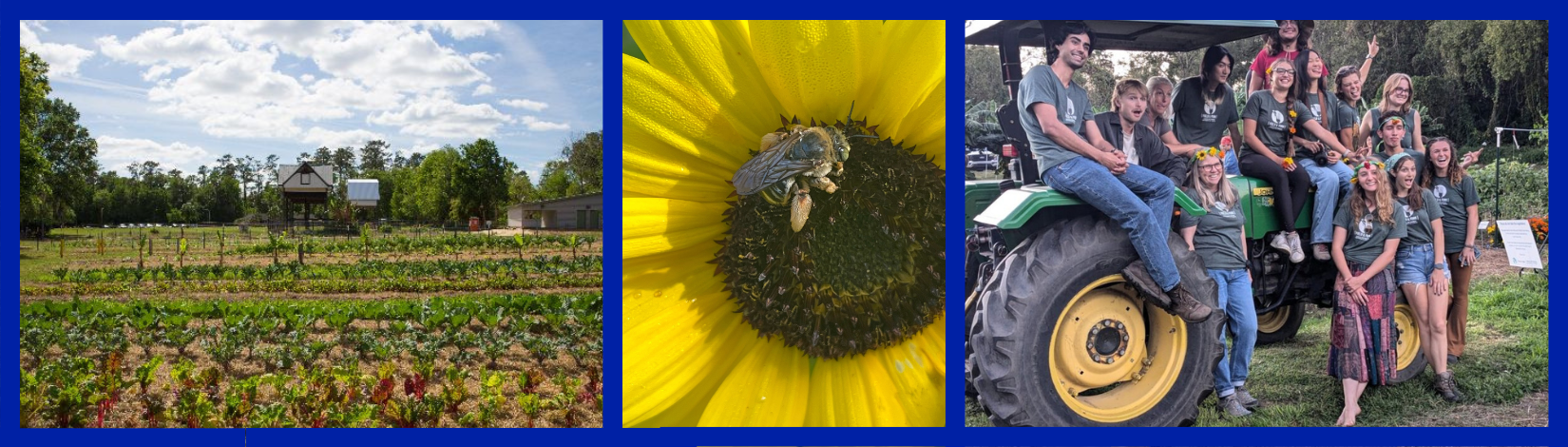 Collage of bat houses, a bee on a sunflower, and a group of interns next to a tractor