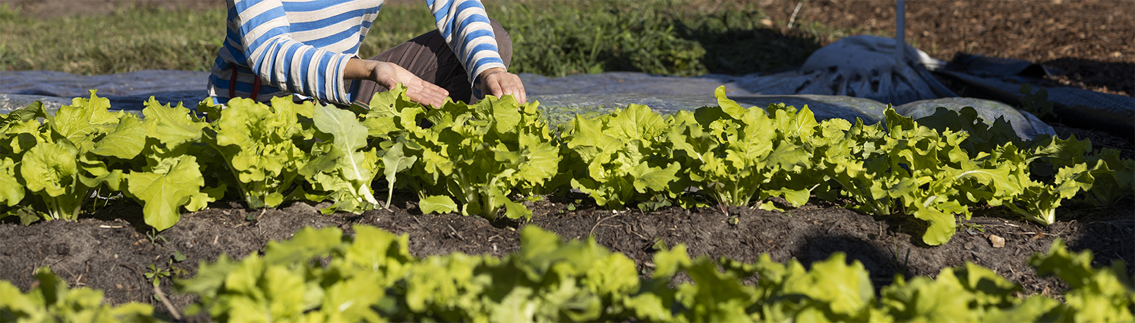 Gardener at the Field and Fork Garden. Photo taken 10-19-22.