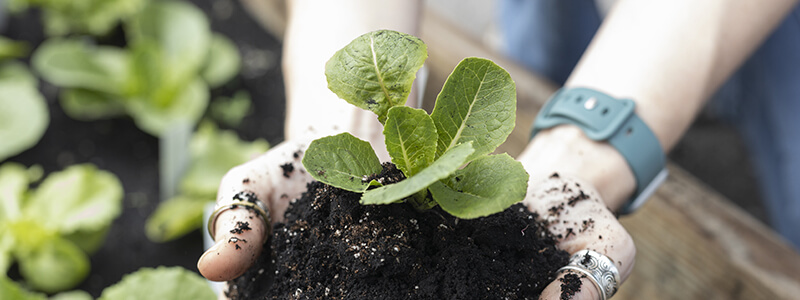 Hands lifting soil and plant