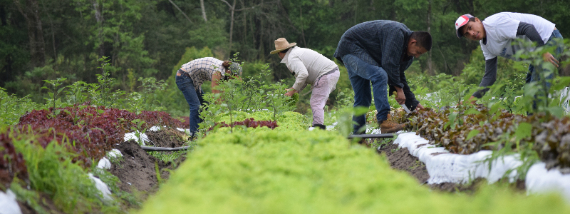 Community Members working in the garden
