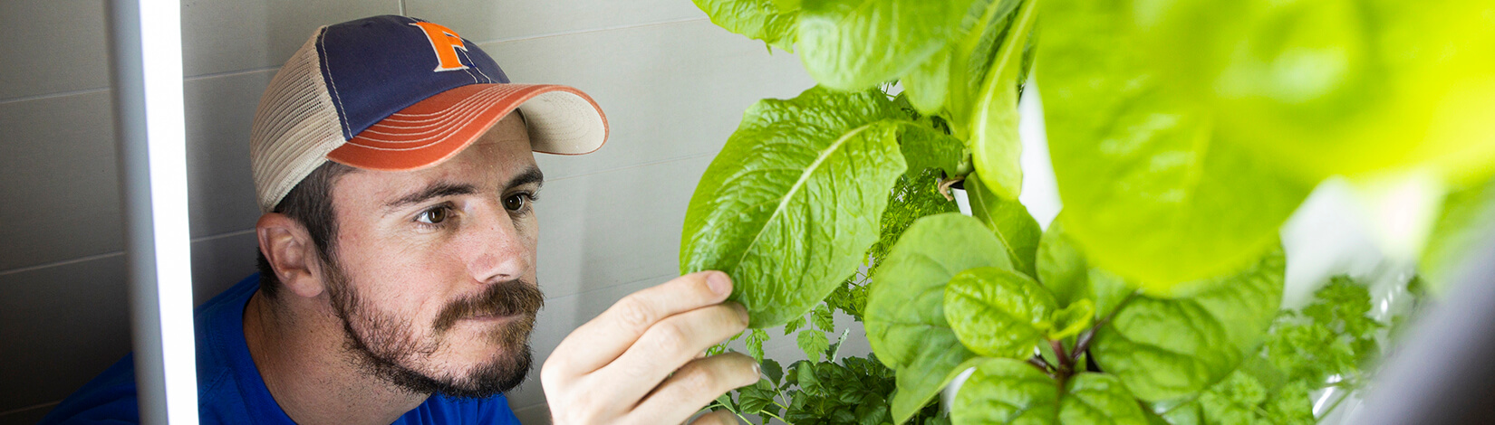 student working with greens in a hydroponic tower